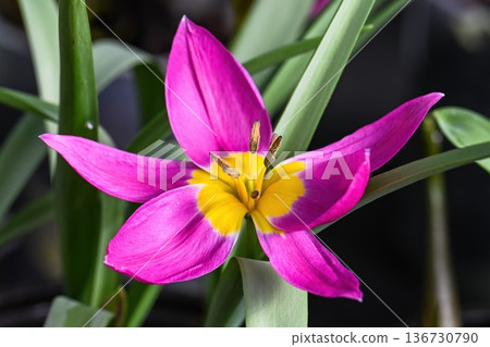 Bright pink botanical tulip flower with yellow center in spring garden. Beautiful tulipa humilis plant for creative nature decor and floral design. Bright pink botanical tulip flower with yellow center in spring garden. Beautiful tulipa humilis plant for creative nature decor and floral design. 136730790