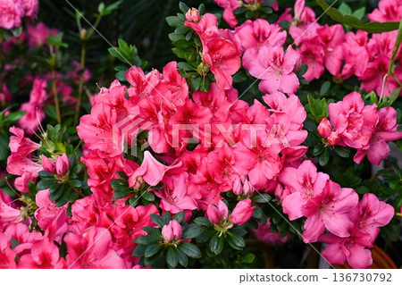 Beautiful pink azalea flower blooming in spring garden. Flowering rhododendron indicum plant with green leaf and bud for creative floral background. Beautiful pink azalea flower blooming in spring garden. Flowering rhododendron indicum plant with green leaf and bud for creative floral background. 136730792