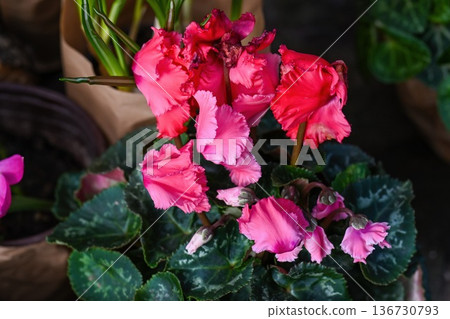 Beautiful pink fringed cyclamen flower blooming in pot. Creative spring cyclamen persicum plant with green leaf for floral background and decor idea. Beautiful pink fringed cyclamen flower blooming in pot. Creative spring cyclamen persicum plant with green leaf for floral background and decor idea. 136730793