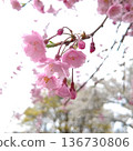 櫻花櫻花 136730806