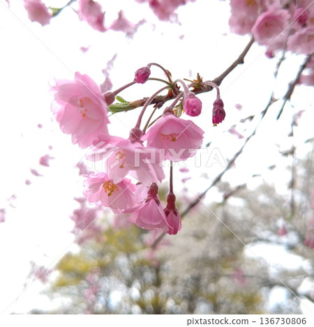 櫻花櫻花 櫻花櫻花 136730806
