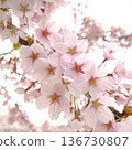 櫻花櫻 136730807