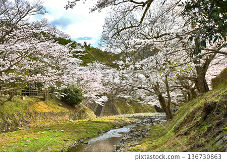 七谷川沿岸的櫻花樹 七谷川沿岸的櫻花樹 136730863
