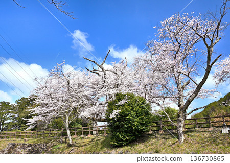 Cherry blossom trees along the Nanatani River Cherry blossom trees along the Nanatani River 136730865