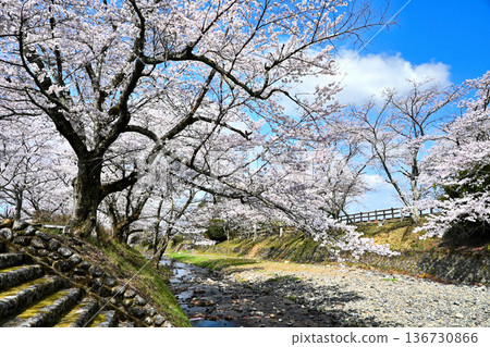 Cherry blossom trees along the Nanatani River Cherry blossom trees along the Nanatani River 136730866