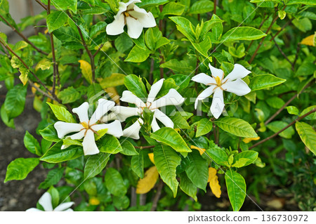 白色梔子花(夏季,六月) 白色梔子花(夏季,六月) 136730972