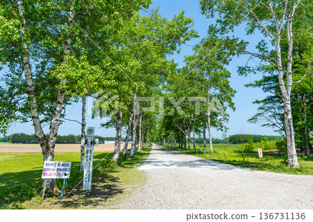Hokkaido - Beautiful contrast of green and white in summer at Tokachi Ranch - Birch trees Hokkaido - Beautiful contrast of green and white in summer at Tokachi Ranch - Birch trees 136731136