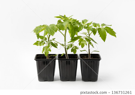 Young tomato seedlings growing in black cups on a gray background. Growing eco-friendly plants at home. Concept of gardening, spring, harvest. 136731261