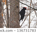 Black woodpecker in the snow 1 136731783