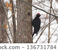 Black woodpecker in the snow 2 136731784