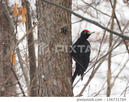 Black woodpecker in the snow 2 Black woodpecker in the snow 2 136731784