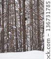 Black woodpecker in the snow 3 136731785