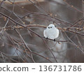 Long-tailed Tit in the Snow 1 136731786