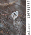 Long-tailed Tit in the Snow 2 136731787