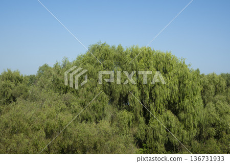 Han River bike path 136731933