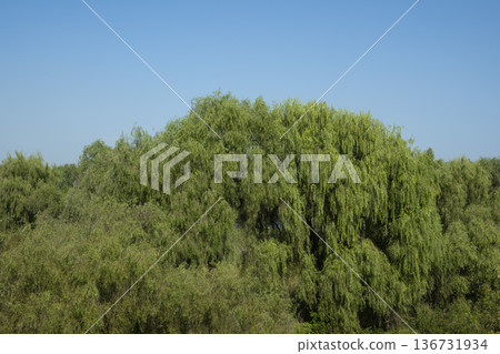 Han River bike path Han River bike path 136731934