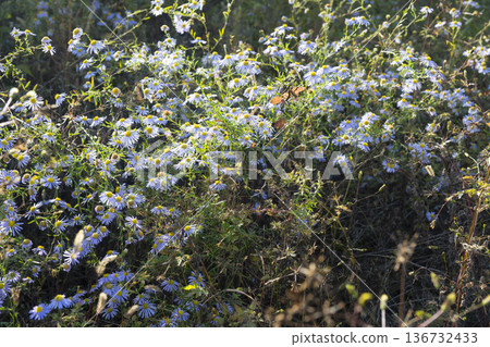 Han River bike path 136732433