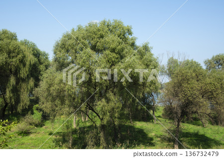 Han River bike path 136732479