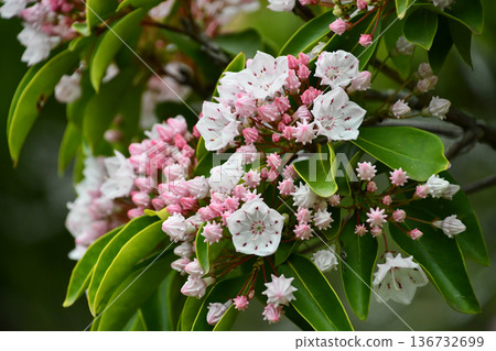 Kalmia (American Rhododendron) Florists' cyclamen Kalmia (American Rhododendron) Florists' cyclamen 136732699