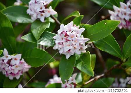 Daphne odora Winter Daphne Daphne odora Winter Daphne 136732701