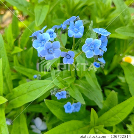 Sinoglossum Sinoglossum 136732814