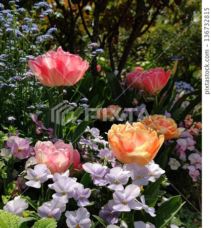 Spring flowers tulip flower bed Spring flowers tulip flower bed 136732815