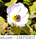 白花木蜂 136732817