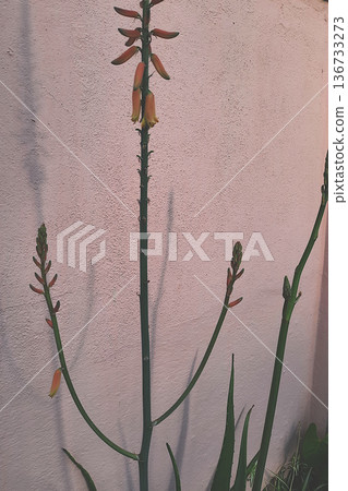 Twigs of Aloe vera Flower and Buds 136733273