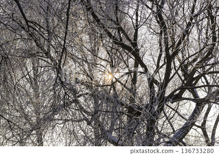 A winter scene with trees covered in hoarfrost under a clear blue sky. A winter scene with trees covered in hoarfrost under a clear blue sky. 136733280