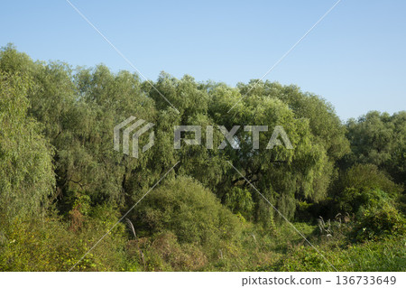 Han River bike path 136733649