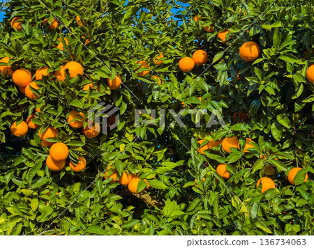 Oranges grow on a tree in a sunny orchard during the day in a rural area with green leaves around the fruit Oranges grow on a tree in a sunny orchard during the day in a rural area with green leaves around the fruit 136734063