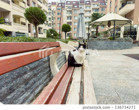 Black and white cat sitting on a bench in a residential courtyard during the day near plants and buildings 136734271