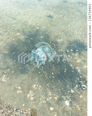 Jellyfish rests on sandy shore near water during bright daylight Jellyfish rests on sandy shore near water during bright daylight 136734401