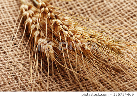 Wheat stalks arranged on a textured burlap fabric in a simple setting Wheat stalks arranged on a textured burlap fabric in a simple setting 136734469