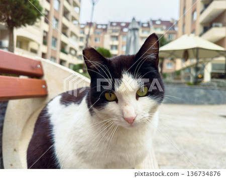 Black and white cat sits on a bench in a quiet courtyard surrounded by buildings during the day Black and white cat sits on a bench in a quiet courtyard surrounded by buildings during the day 136734876