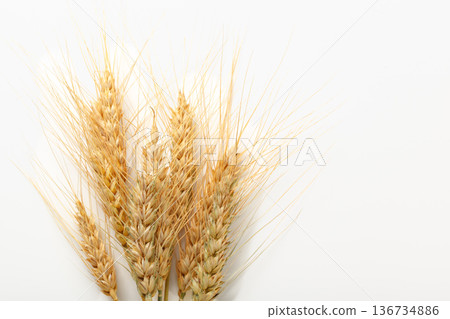 Wheat stalks arranged on a white background for a simple still life display Wheat stalks arranged on a white background for a simple still life display 136734886