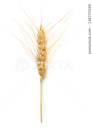 Wheat stalk shown against white background with focus on grain and texture Wheat stalk shown against white background with focus on grain and texture 136735088