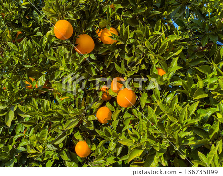 Bright oranges grow on a tree in a sunny orchard during the afternoon Bright oranges grow on a tree in a sunny orchard during the afternoon 136735099