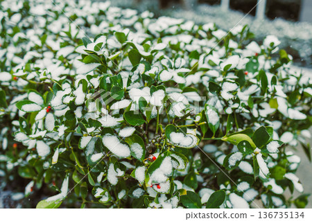 Snow covers green leaves and red berries in a winter garden scene during a cold season in a suburban area Snow covers green leaves and red berries in a winter garden scene during a cold season in a suburban area 136735134