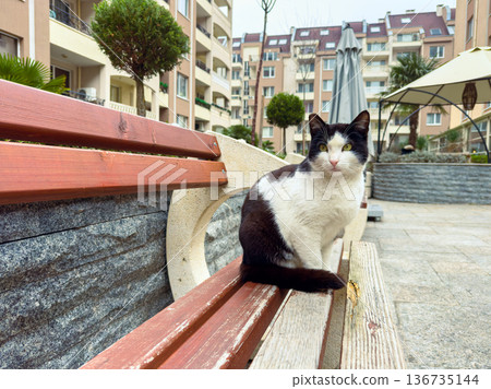 Cat sitting on a bench in a residential courtyard during the day near apartment buildings in a quiet area Cat sitting on a bench in a residential courtyard during the day near apartment buildings in a quiet area 136735144