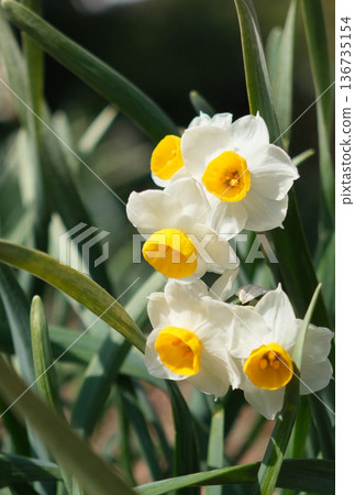 水仙花的白色花朵在冬季田野中綻放 水仙花的白色花朵在冬季田野中綻放 136735154