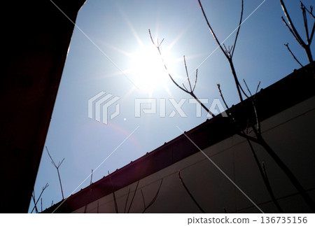 樹枝仰望天空 樹枝仰望天空 136735156