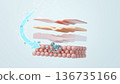 Illustration of the mechanism by which hyaluronic acid filler is injected into the subcutaneous tissue to tighten the skin 136735166
