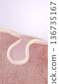Cross-sectional illustration of skin with sagging hair and reduced elasticity due to collagen loss 136735167