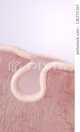 皮膚橫切面示意圖，顯示因膠原蛋白流失導致的毛髮鬆弛和彈性降低。 136735167