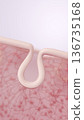 Cross-sectional CG of healthy skin structure with improved collagen density and tighter pores 136735168