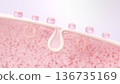 Comparison of pore tightening effect and collagen regeneration by beauty serum. Cross-section of skin. 136735169