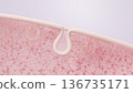 CG illustration of a cross section of healthy skin with improved sagging pores and restored firmness 136735171