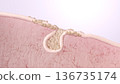 Cross-section of skin showing sagging pores and the mechanism behind pore enlargement due to sebum 136735174