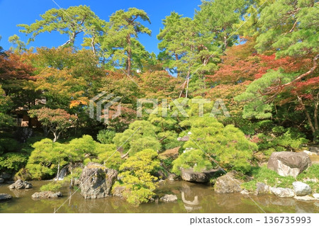 新潟市齋藤家族故居的花園裡,秋葉絢麗多彩,美不勝收。 新潟市齋藤家族故居的花園裡,秋葉絢麗多彩,美不勝收。 136735993